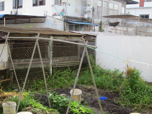 vege trellis photo IMG_0407_zps386e5fc5.jpg